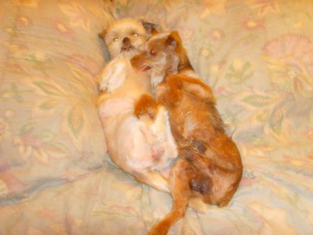voici mes petis chien