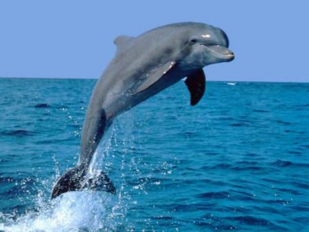 voici l animal de mes réve