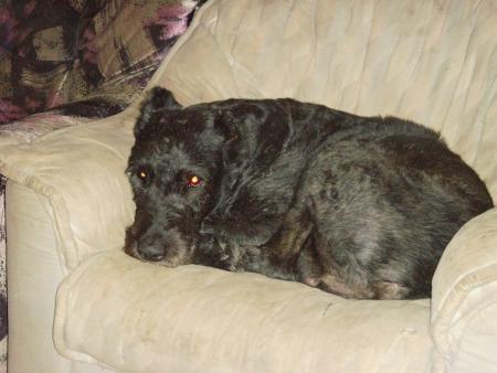 voici mon grand chien